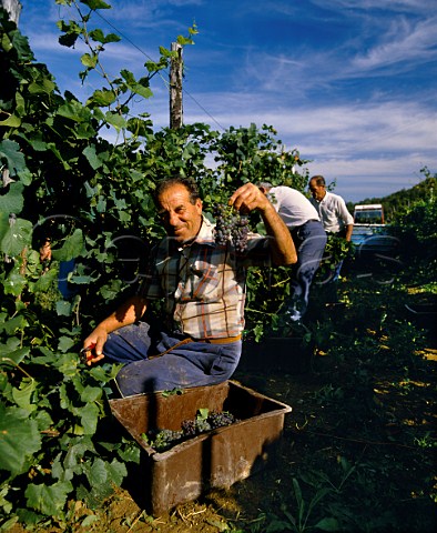 Harvesting Pinot Grigio grapes of Selvapiana   Pontassieve Tuscany Italy
