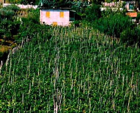 Vineyard and small house near Frascati   Lazio Italy