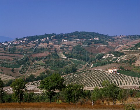 Vignadangelo vineyard of Mastroberardino at Santo   Paolina near Avellino Campania Italy   Greco di   Tufo