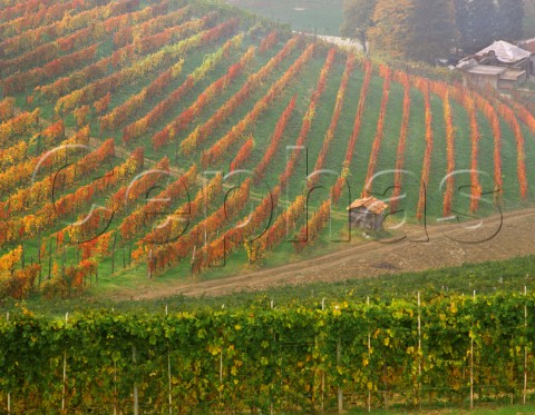 Autumnal vineyards at Barbaresco Piemonte Italy