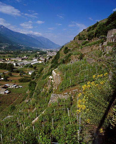 Terraced vineyards above the Adda Valley Sondrio Lombardy Italy   Inferno  Valtellina