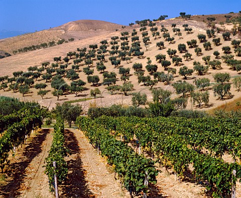 Vineyard and olive grove San Severo Puglia Italy