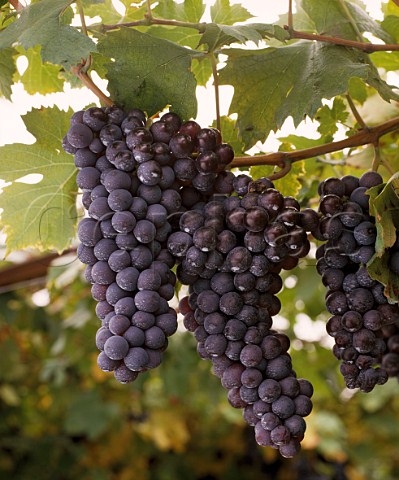 Rondinella grapes in vineyard of Masi    Veneto Italy  Valpolicella 