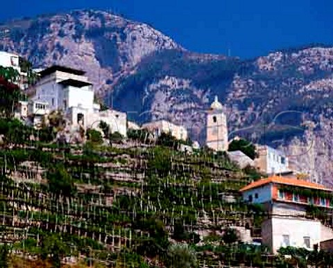 Vines and citrus trees at Vettica Minore   near Amalfi Campania Italy