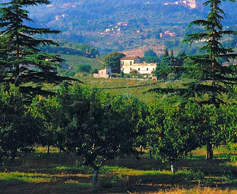 Vineyards in the Alban Hills near Frascati   Lazio Italy     DOC Frascati