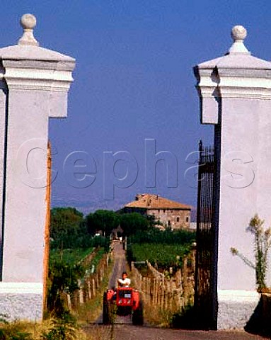 Vineyard estate in the Montecompatri Colonna region   a neighbour of Frascati    Lazio Italy