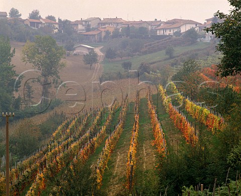 Autumnal vineyard in the mist at Bauduna Piemonte Italy Barolo