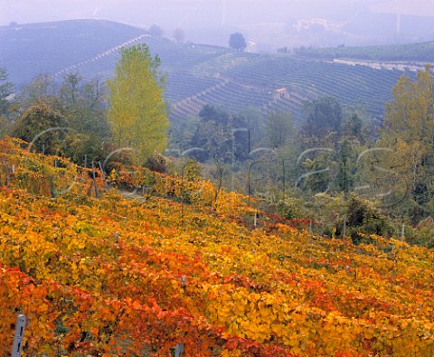 Vineyards in the autumn at Barbaresco   Piemonte Italy