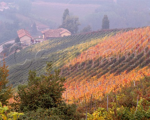 Autumnal vineyards near Barbaresco Piemonte Italy