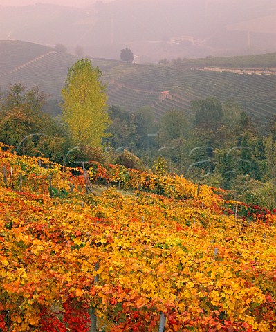 Autumnal vineyards in the Langhe Hills at   Barbaresco Piemonte Italy