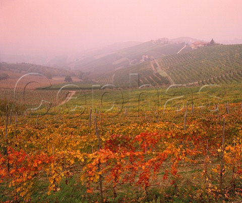 Foggy autumn day in vineyards near Barbaresco Piemonte Italy