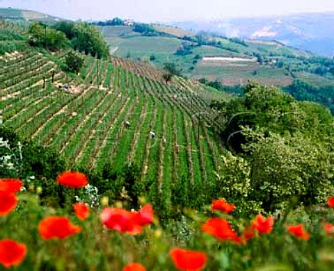 Springtime poppies above vineyard   Diano dAlba Piemonte Italy
