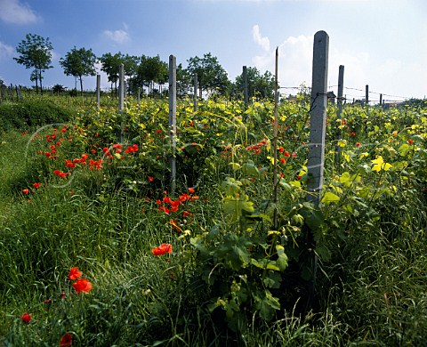 Springtime vineyard at Casorzo Piemonte Italy