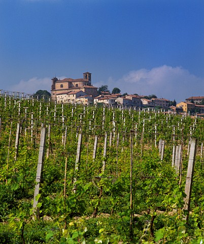 Vineyard at Casorzo northeast of Asti Piemonte Italy   Barbera dAsti