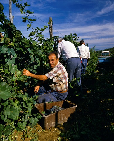 Harvesting Pinot Bianco and Pinot Grigio grapes in   vineyard of Selvapiana Pontassieve Tuscany Italy