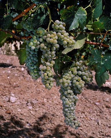 Greco grapes on vine in the tufo soil of  Vignadangelo vineyard of Mastroberardino  Santo Paolina near Avellino Campania Italy Greco di Tufo