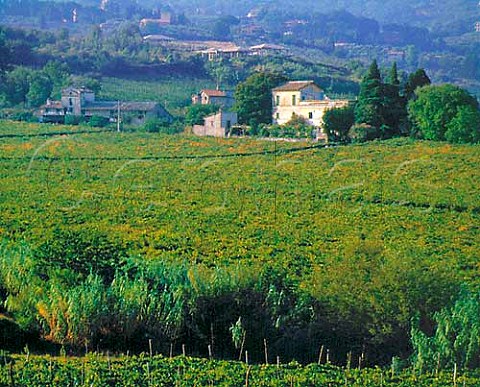 Vineyard at Monteporzio Catone Lazio Italy   Frascati