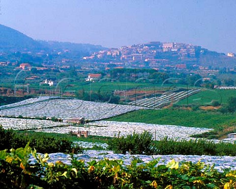 Vineyards at Monteporzio Catone with eating grapes    covered with plastic for protection  Lazio Italy  Frascati