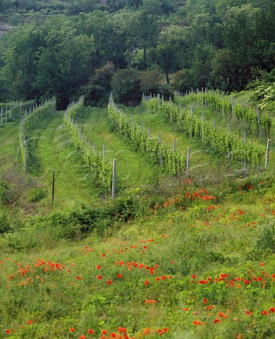Vineyard in spring at San Girgio Veneto Italy   Valpolicella Classico