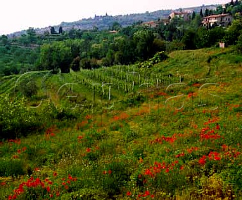 Vineyards in spring at San Giorgio di Valpolicella   Veneto Italy     Valpolicella Classico