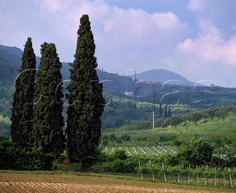 Vineyards and cypress trees at Gargagnano Veneto    Italy  Valpolicella Classico