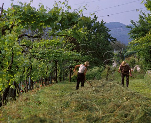 Haymaking under the hightrained vines near Negrar   Veneto Italy    Valpolicella Classico