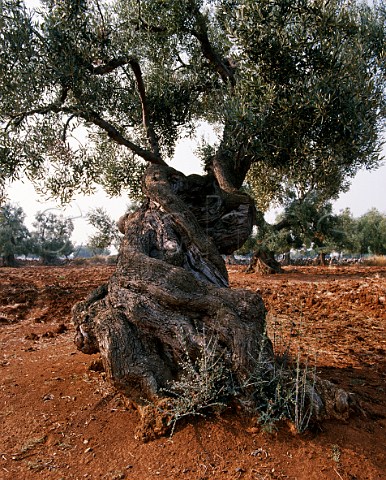 Ancient olive tree Puglia Italy