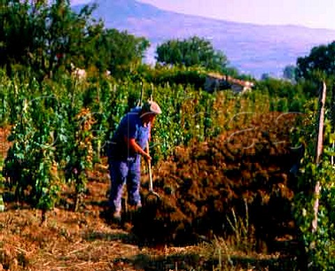 Breaking up the ground in vineyard above Tito   near Potenza Basilicata Italy