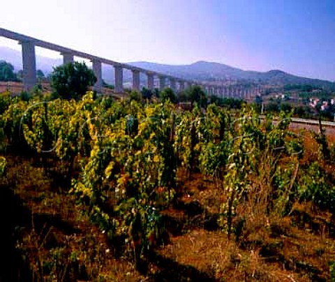 New road bridge above vineyard   Near Satriano Basilicata Italy