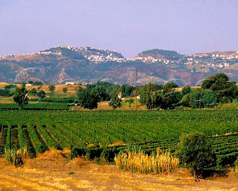 Vineyards on the coastal plain below Ciro Calabria   Italy