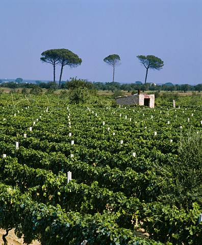 Vineyards at San Severo Puglia Italy