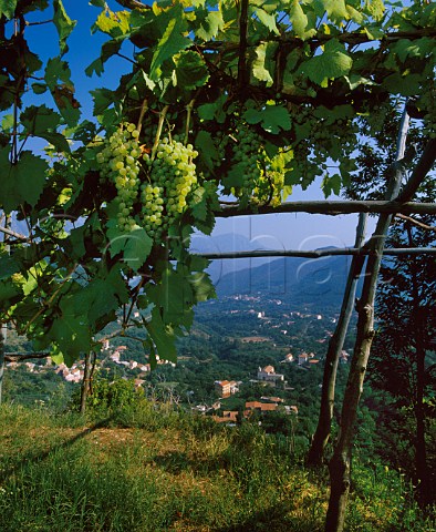 Vines on pergola trellis Tramonti Campania Italy