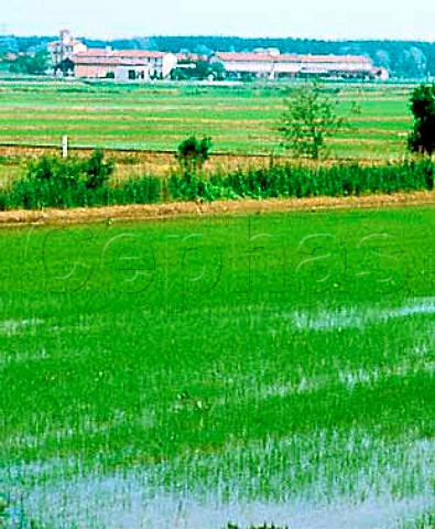 Rice fields near Novara Piemonte Italy