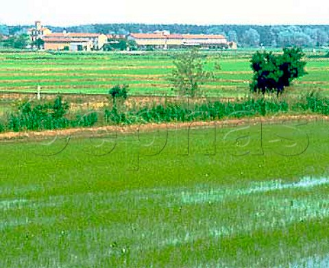 Rice field in the Po Valley west of Milan Italy