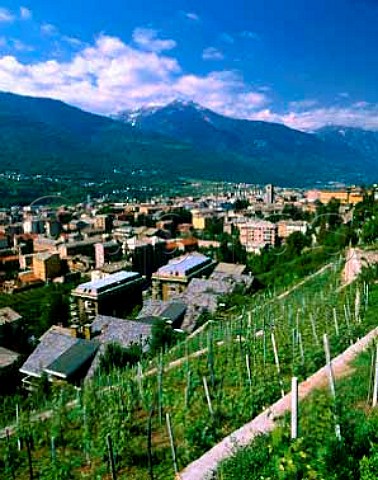Steep vineyard above Sondrio Valtellina Lombardy   Italy   Grumello  Valtellina Superiore