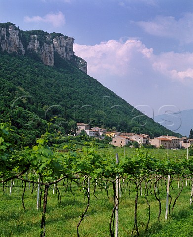 Vineyard at Affi Veneto Italy  Bardolino