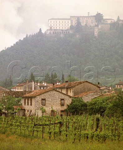 Vineyard at Cison di Valmareno Veneto Italy