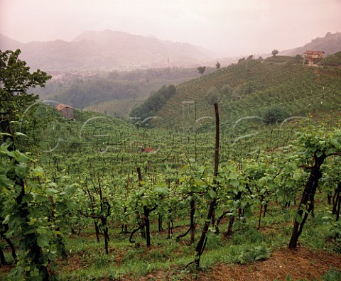 Vineyards around village of Guia on the Strada del Vino Prosecco near Valdobbidene Veneto Italy  Prosecco di ConeglianoValdobbidene