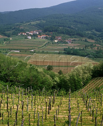 Vineyards at Oslavia with Slovenia in the distance   Friuli Italy Collio Goriziano