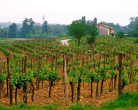 Ribolla vineyard of Mario Schiopetto Capriva del Friuli Italy  Collio Goriziano