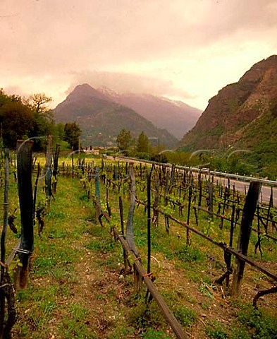 Vineyard in spring Arvier Valle dAosta Italy