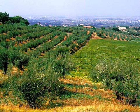 Olive grove and vineyard at Monteporzio Catone with   Rome in the distance  Lazio Italy  Frascati