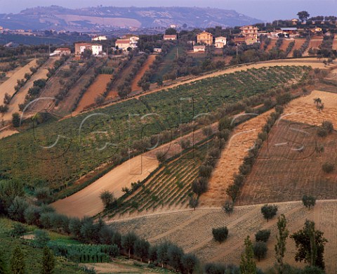 Vineyards and olive trees near Controguerra Abruzzi Italy  Montepulciano dAbruzzo