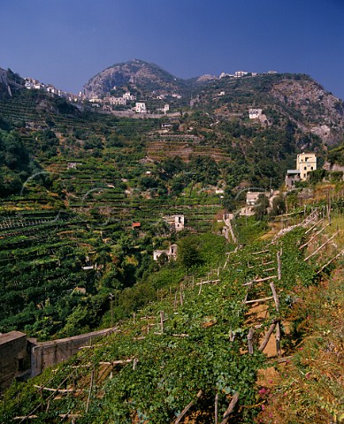 Vineyard on pergola trellis Ravello Campania Italy