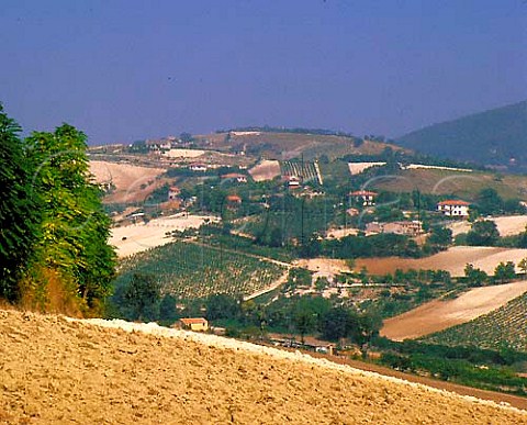 Vineyards on slopes of Monte Conero near Camerano   Marches Italy  DOC Rosso Conero