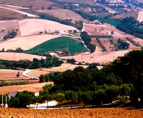 Vineyards on the slopes of Monte Conero near   Camerano Marches Italy  DOC Rosso Conero
