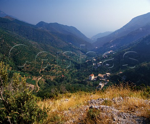 Village and terraced vineyards in coastal valley near Amalfi Campania Italy