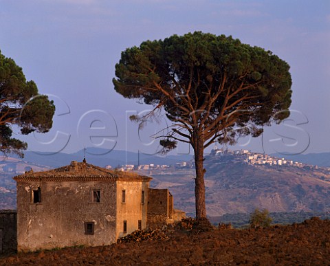 Pine trees and old farmhouse built about 1680 on the Vigna dei Pini estate of DAngelo with the hilltop village of Ripacndida in distance Rionero in Vulture Basilicata Italy