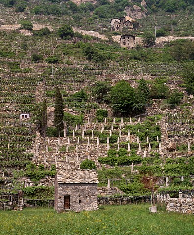 Terraced vineyards at Donnas Valle dAosta Italy   DOC Donnaz