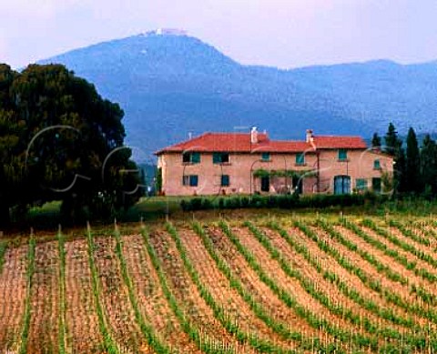 Merlot vineyard in front of the house of Grattamacco estate Castagneto Carducci Tuscany Italy   Bolgheri
